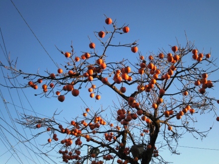 IMG_2620柿の木.JPG
